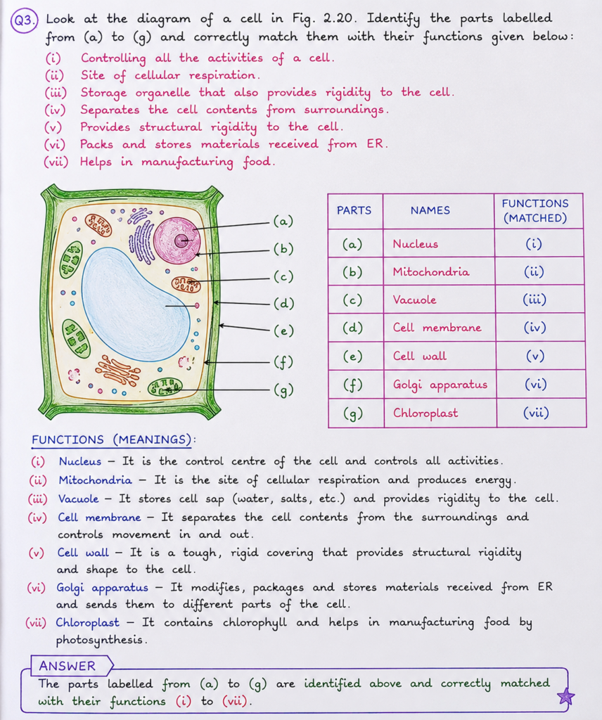 Q3. Look at the diagram of a cell in Fig. 2.20. Identify the parts labelled from (a) to (g) and correctly match them with their functions given below