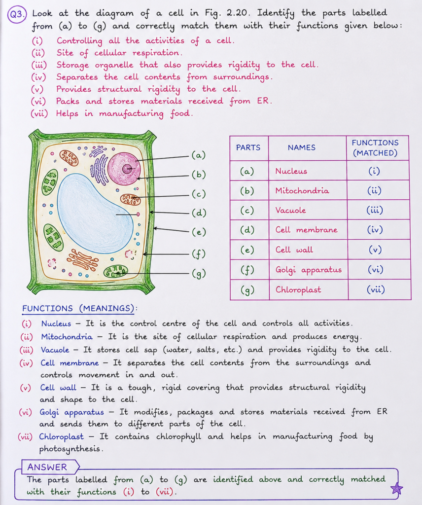 Q3. Look at the diagram of a cell in Fig. 2.20. Identify the parts labelled from (a) to (g) and correctly match them with their functions given below