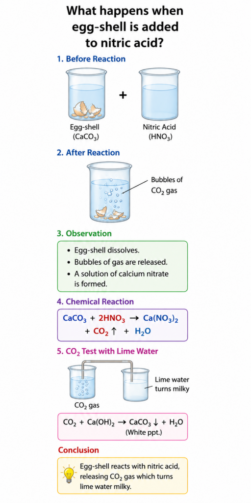 egg shell in to nitric acid