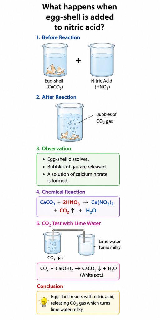 egg shell in to nitric acid