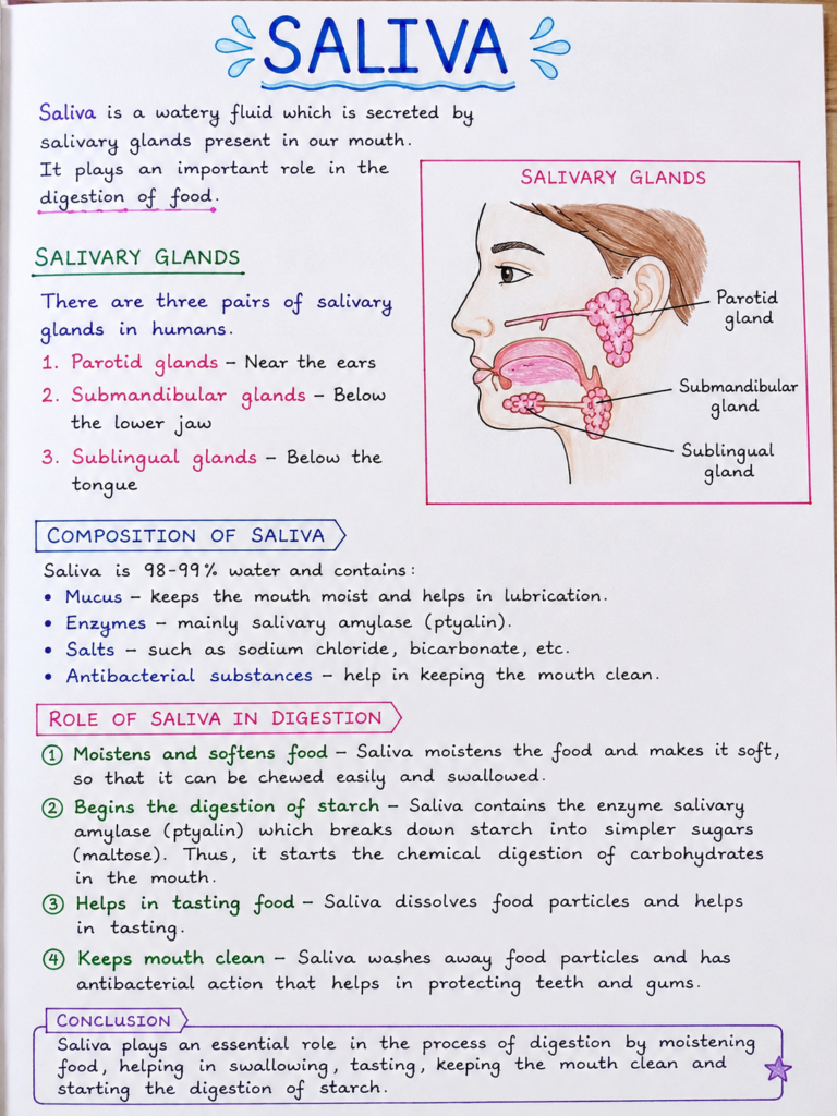 what is the role of saliva in the digestion of food